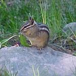 MoraineLeastChipmonk