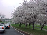 CherryTrees