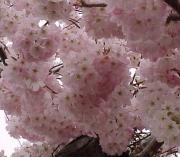 CherryZoom