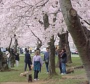 UnderCherry