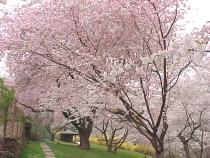 DumbartonCherryHill
