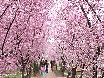 DumbartonPrunusWalk