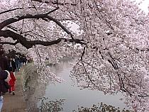 TidalBasinCherry