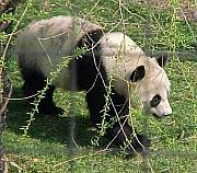 MeiXiang