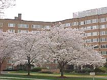 YokoApartment